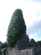 bellanamullia - 1100.JPG
